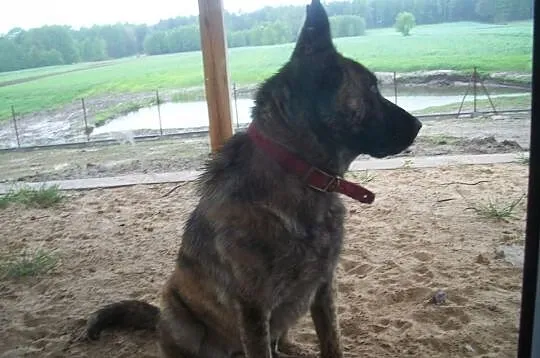 Owczarek holenderski 1,5 roku