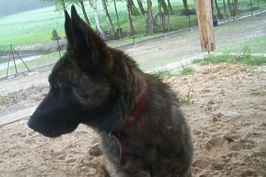 Owczarek holenderski 1,5 roku