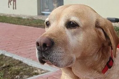 Luna - łagodna, spokojna labradorka szuka domu