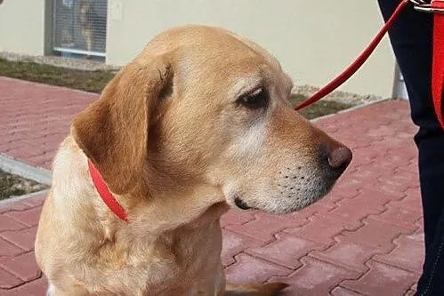 Luna - łagodna, spokojna labradorka szuka domu