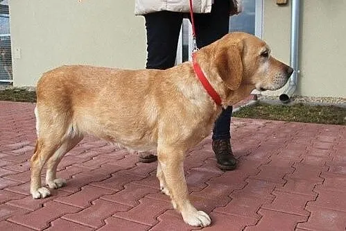 Luna - łagodna, spokojna labradorka szuka domu