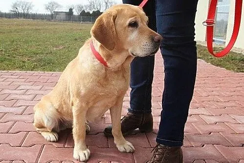 Luna - łagodna, spokojna labradorka szuka domu