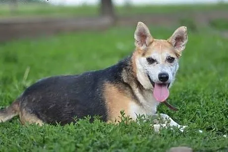 Młody ok 10 kg Poldek szuka domu,  małopolskie Kraków