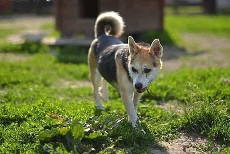 Młody ok 10 kg Poldek szuka domu,  małopolskie Kra