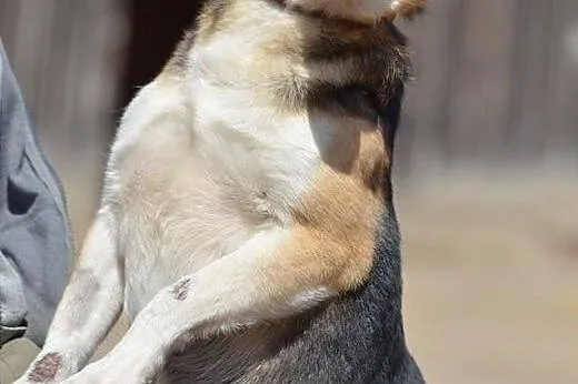 Młody ok 10 kg Poldek szuka domu,  małopolskie Kra