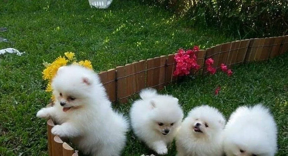 Pomeranian Sliczne malenkie szczenieta Miniaturka!!, Podkarpackie, Tarnobrzeg
