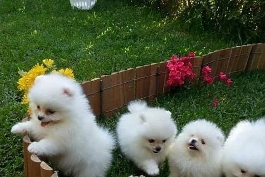 Pomeranian Sliczne malenkie szczenieta Miniaturka!!, Podkarpackie, Tarnobrzeg