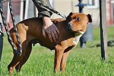 Niech w Twoim domu zamieszka iskra radości- Morela