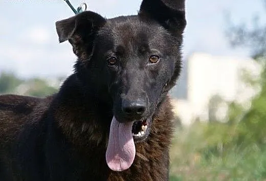 Yuna :) suczka, adopcja, lubuskie Gorzów Wielkopo