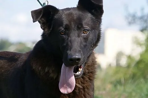 Yuna :) suczka, adopcja,  lubuskie Gorzów Wielkopo