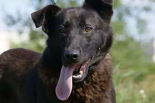 Yuna :) suczka, adopcja,  lubuskie Gorzów Wielkopo