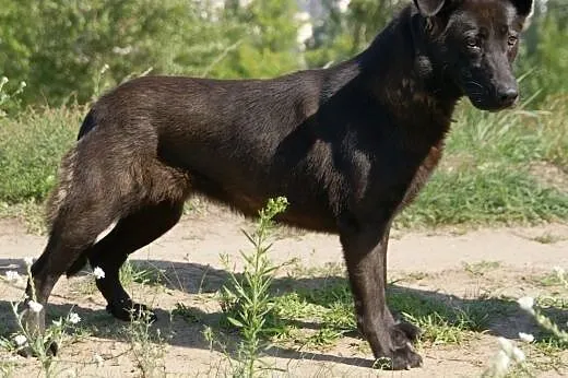 Yuna :) suczka, adopcja,  lubuskie Gorzów Wielkopo