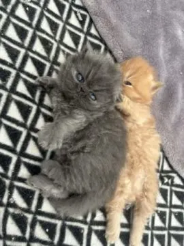 Kocięta perskie gotowe do odbioru już teraz... napisz do mnie na WhatsApp: +44 7453 907158, , Gdańsk