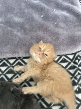 Kocięta perskie gotowe do odbioru już teraz... napisz do mnie na WhatsApp: +44 7453 907158