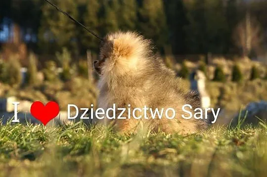 Pomeranian ,szpic miniaturowy suczka ZKWP, Reda