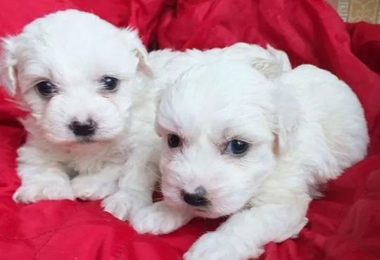 Śliczne białe szczenięta rasy maltańczyk do adopcji e-mail: {{monikabroza829@gmail.com}}, , Warszawa