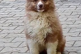 Szczenięta rasy Fiński Lapphund, rodowód (FCI),  Pozostałe rasy cała Polska