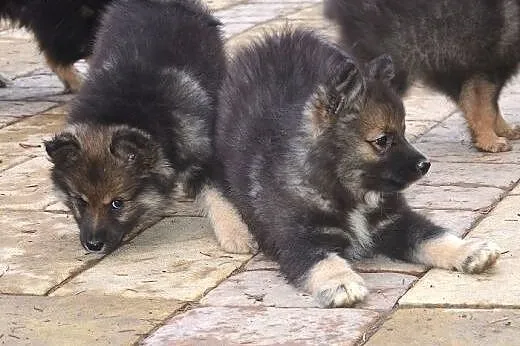 Szczenięta rasy Fiński Lapphund, rodowód (FCI),  P