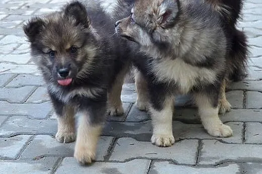Szczenięta rasy Fiński Lapphund, rodowód (FCI),  P