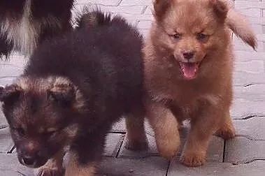 Szczenięta rasy Fiński Lapphund, rodowód (FCI),  P