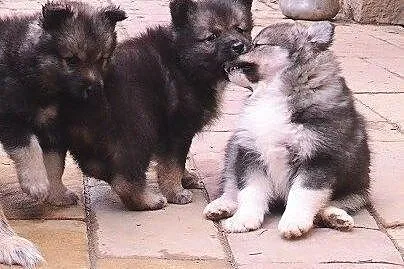 Szczenięta rasy Fiński Lapphund, rodowód (FCI),  P