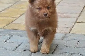 Szczenięta rasy Fiński Lapphund, rodowód (FCI),  P