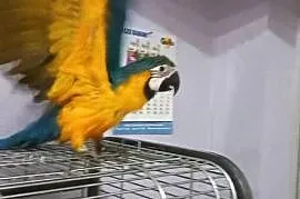 Sprzedam Ara Ararauna