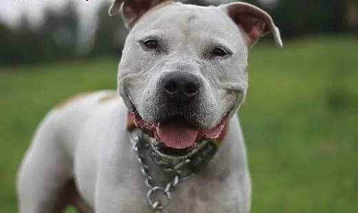 Nero - piękny biały amstaff szuka mądrego domu!,