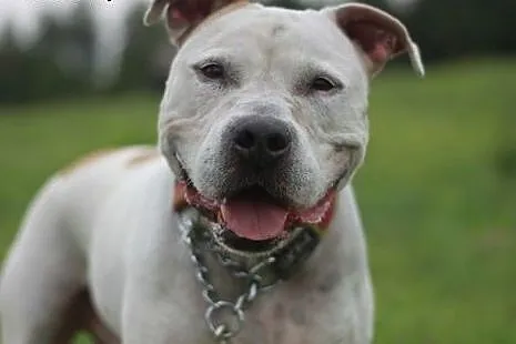 Nero - piękny biały amstaff szuka mądrego domu!,  