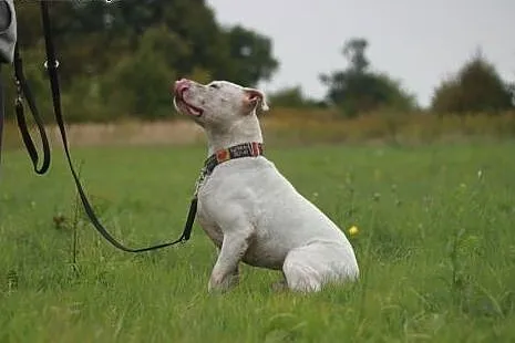 Nero - piękny biały amstaff szuka mądrego domu!,  