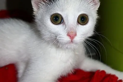 Lola- 3 miesiczna kociczka,  łódzkie Łódź