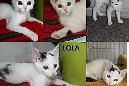 Lola- 3 miesiczna kociczka,  łódzkie Łódź
