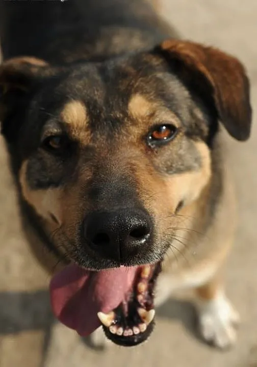 Żywiołowa Tina do adopcji , lubelskie Świdnik