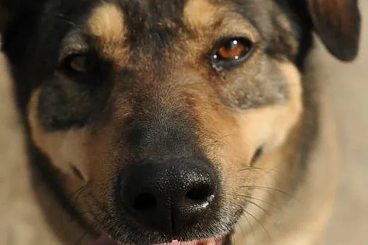 Żywiołowa Tina do adopcji ,  lubelskie Świdnik