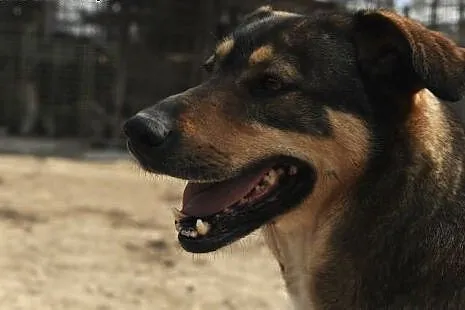Żywiołowa Tina do adopcji ,  lubelskie Świdnik