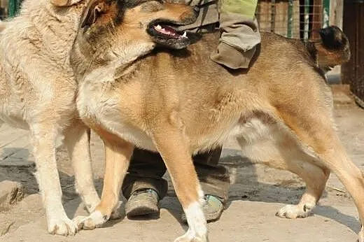 Żywiołowa Tina do adopcji ,  lubelskie Świdnik