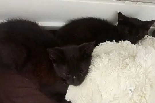 Kociaki: Perro i Pera szukają domów