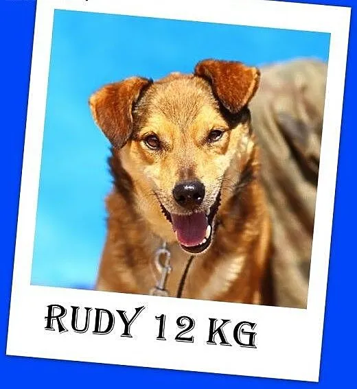 11kg,uwielbia się przytulać,średni,delikatnej budo