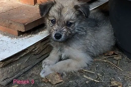 3mies.różne PIESKI-BĘDĄ ŚREDNIE,  świętokrzyskie S