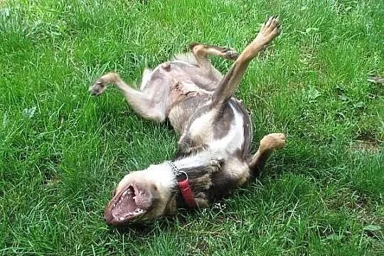 Czekaladowa iskierka radości - BAMBI szuka domu