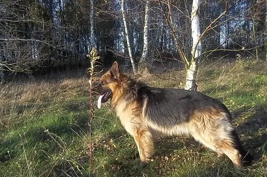 Szczeniaki Owczarek Niemiecki !