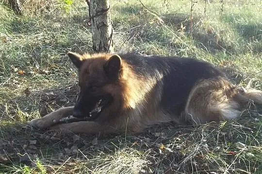 Szczeniaki Owczarek Niemiecki !