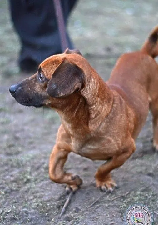 Jamnik Dyzio do adopci