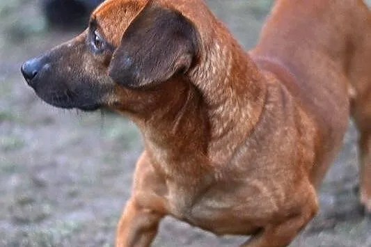 Jamnik Dyzio do adopci