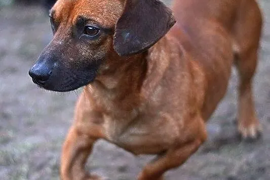 Jamnik Dyzio do adopci