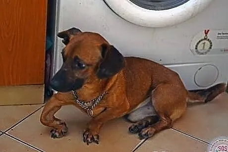 Jamnik Dyzio do adopci