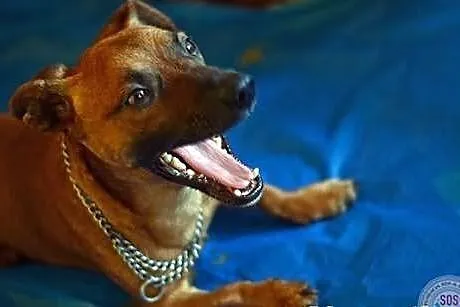 Jamnik Dyzio do adopci