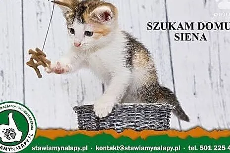 Siena. Fundacja Stawiamy Na Łapy,  małopolskie Kra