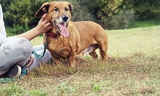 SOLO, 12-letni psiaczek w typie jamnika szuka domu