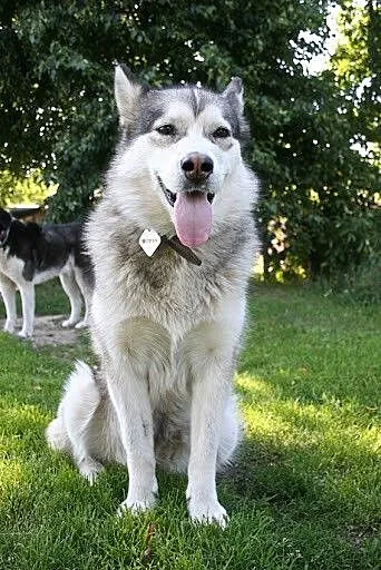 Delikatna, przyjazna Agatka, suczka alaskan malamu
